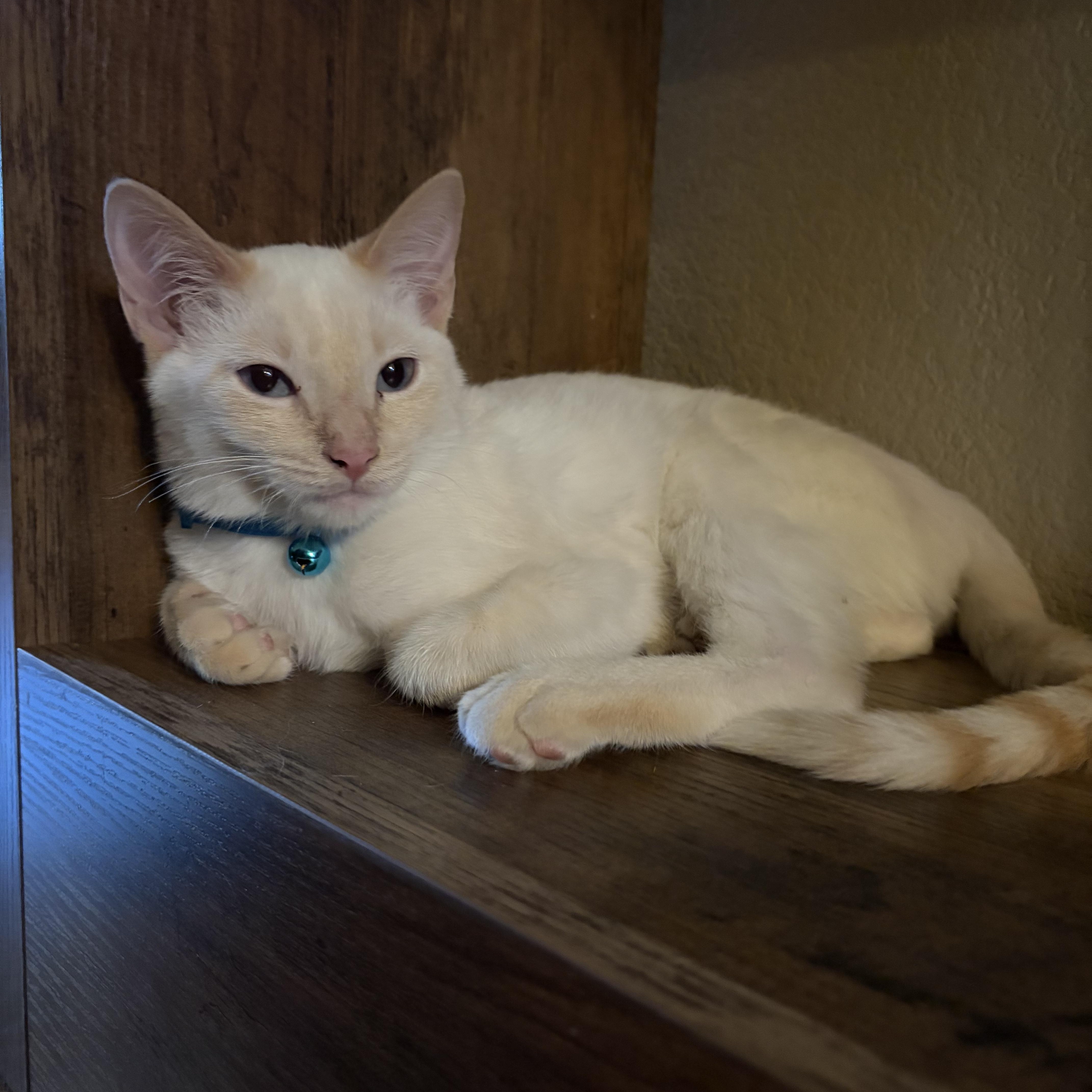 A baby medium-sized male Siamese cat named Dash for adoption in Phoenix, AZ