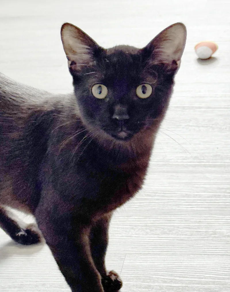 A baby medium-sized male Black Domestic Short Hair cat named Chevy for adoption in Parkville, MO