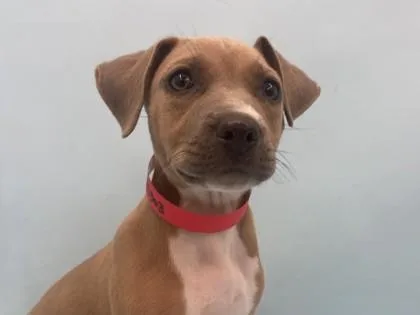 A baby large-sized female Coonhound dog named Daisy for adoption in Golden Valley, MN