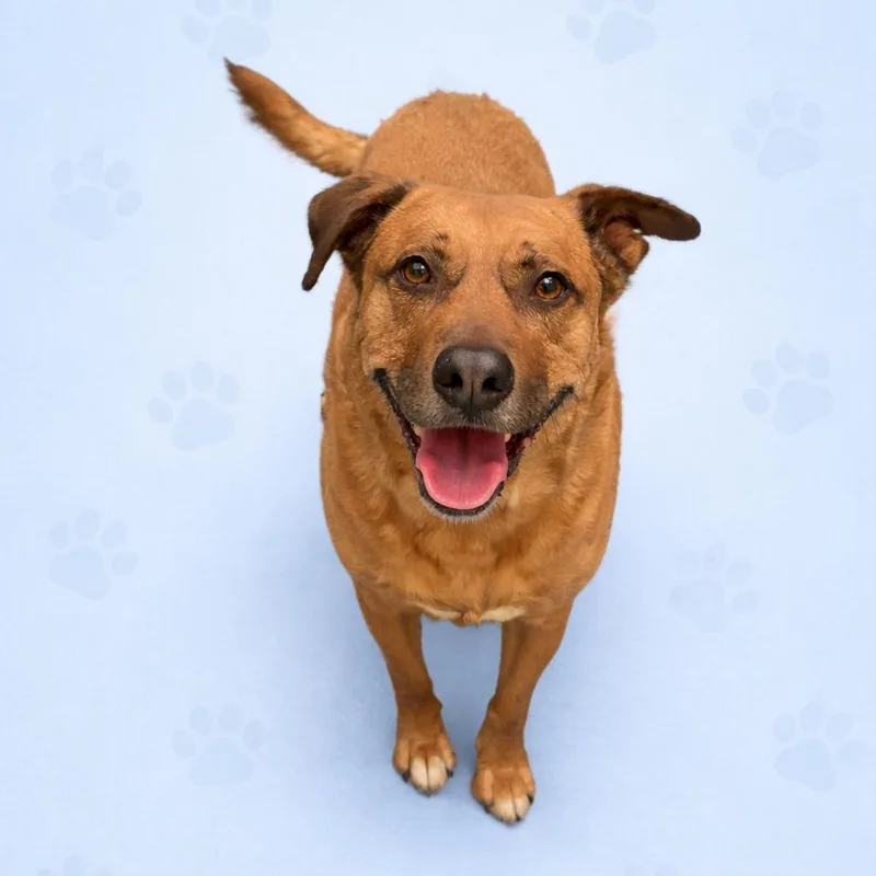 An adult large-sized male Yellow / Tan / Blond / Fawn Mixed Breed dog named Tuco for adoption in Memphis, TN