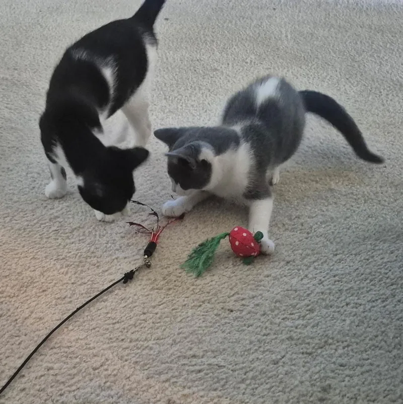 A baby medium-sized female Gray & White Domestic Short Hair cat named Jelly for adoption in Houston, TX