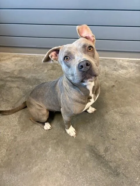 An adult medium-sized female American Bulldog dog named Zyla for adoption in Brunswick, GA