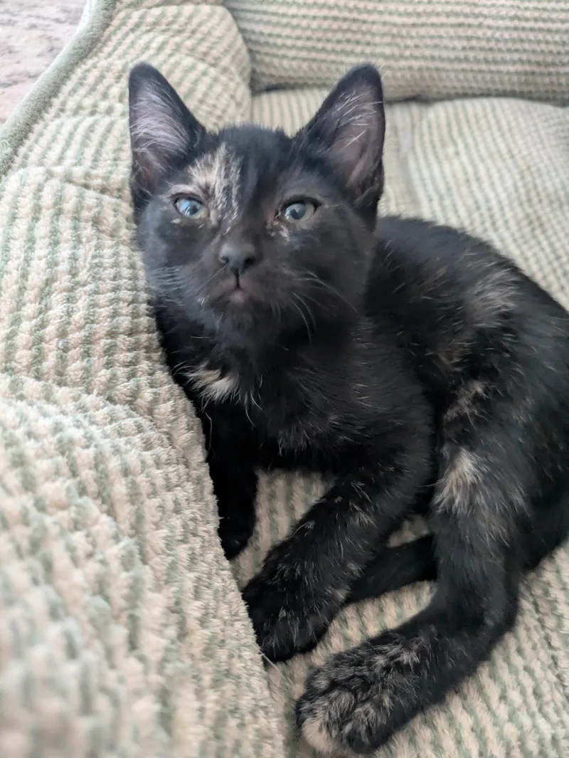 A baby medium-sized female Tortoiseshell cat named Petunia for adoption in Prescott, AZ