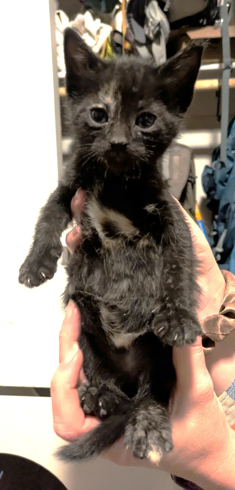 Petunia thumbnail 4