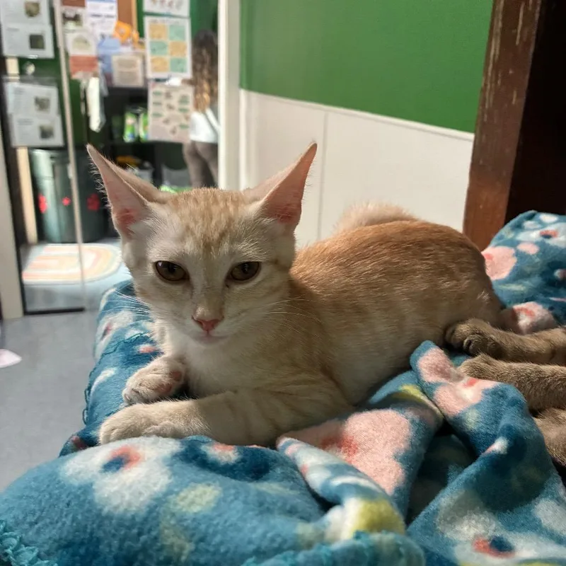 A baby small-sized male Orange / Red Domestic Short Hair cat named Cheezitz for adoption in Kyle, TX
