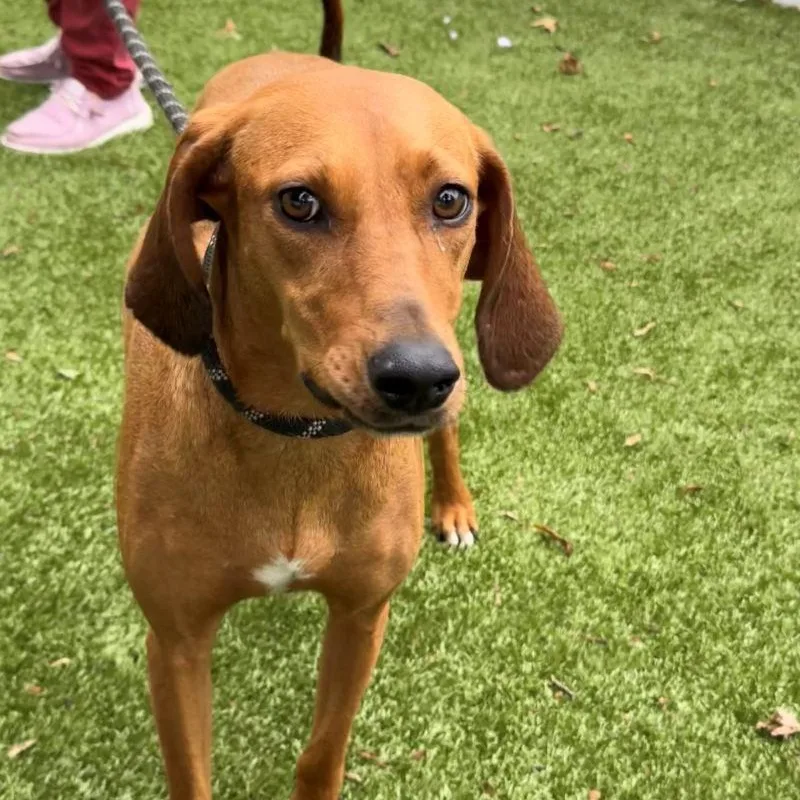 A young medium-sized female Coonhound dog named Debbie for adoption in New Bedford, MA