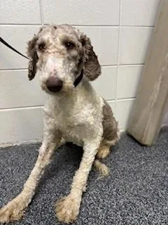 A young medium-sized female Standard Poodle dog named Lulu for adoption in Lake Wylie, SC