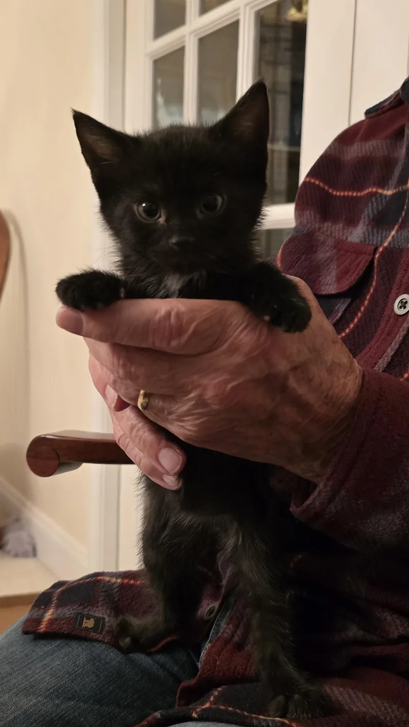 A baby medium-sized female Black Domestic Short Hair cat named Olive P. for adoption in Lemoyne, PA