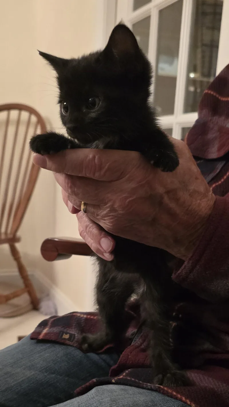 Olive P. thumbnail 3