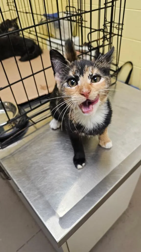 Frosted Flakes thumbnail 2