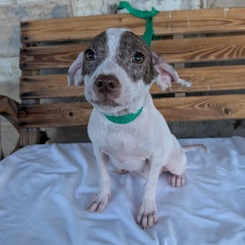 A baby small-sized female White / Cream Dachshund dog named Nyx for adoption in Chico, CA