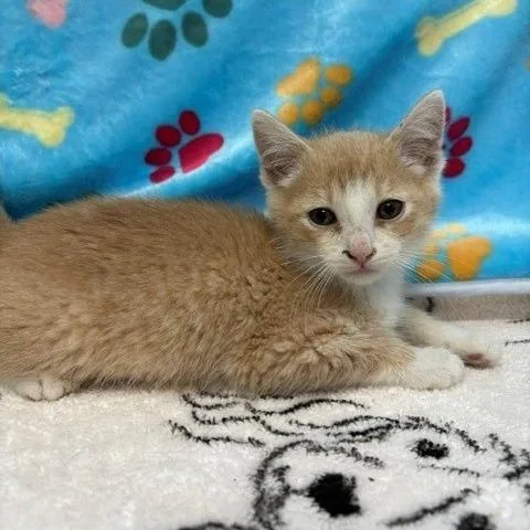 A baby small-sized male Orange / Red Domestic Short Hair cat named Nevada for adoption in Long Beach, CA