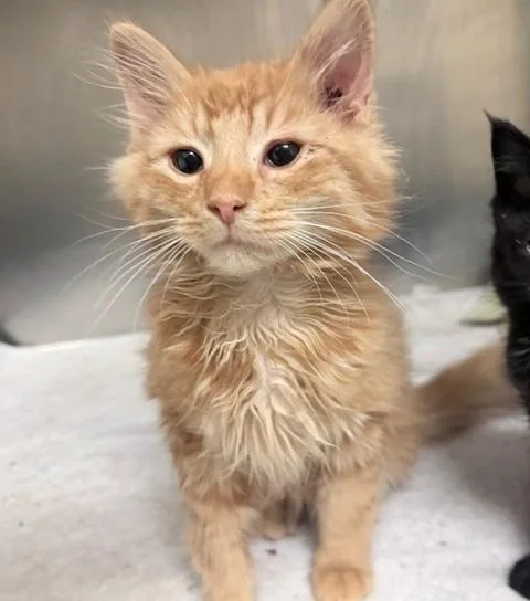 Simba