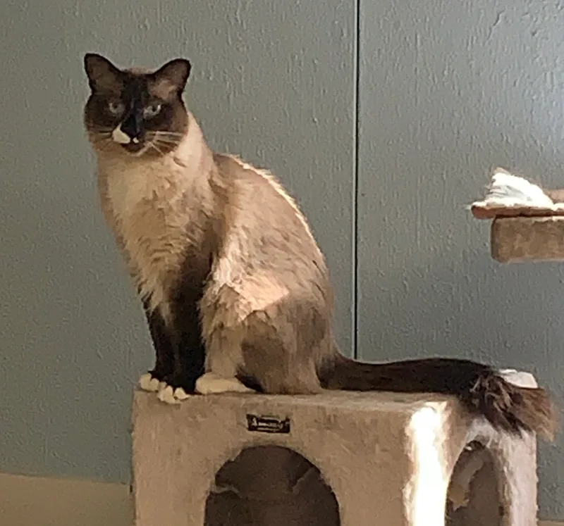 An adult medium-sized male Seal Point Domestic Medium Hair cat named Angusvery Shy for adoption in Anchorage, AK