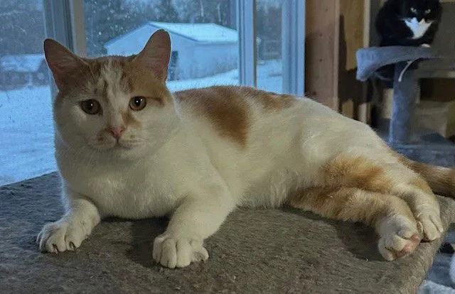 An adult medium-sized male Domestic Short Hair cat named Scout for adoption in Apollo, PA