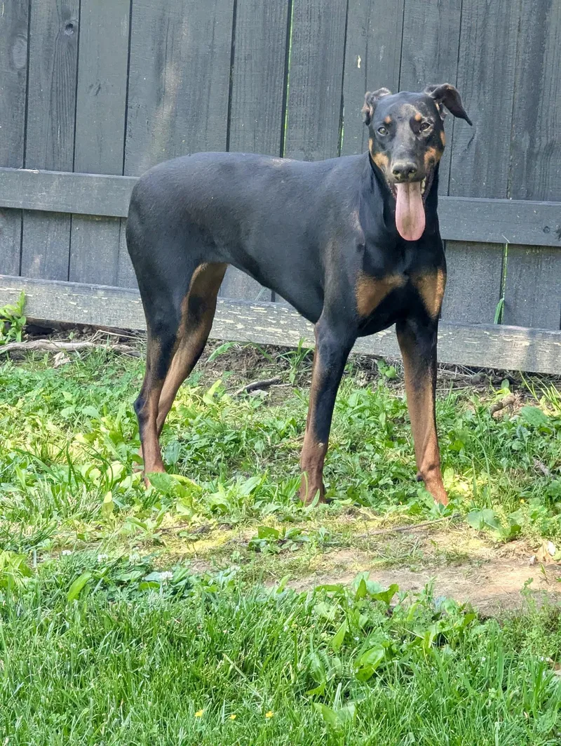 A young medium-sized female Black Doberman Pinscher dog named Karma for adoption in Louisville, KY