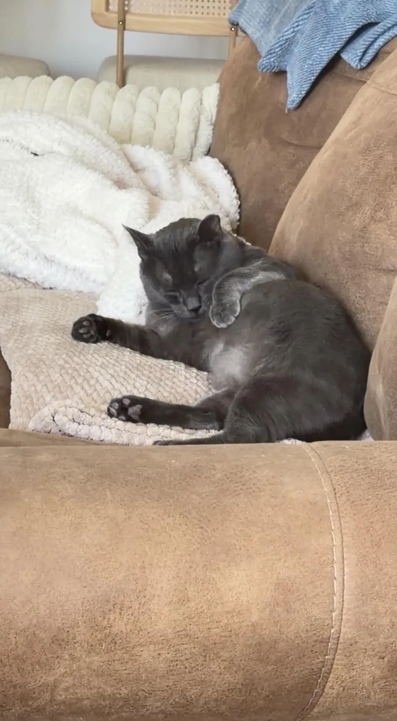 An adult large-sized male Domestic Short Hair cat named Henry for adoption in Long Beach, CA