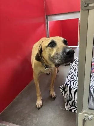 An adult medium-sized female Hound dog named Jojo for adoption in Independence, MO