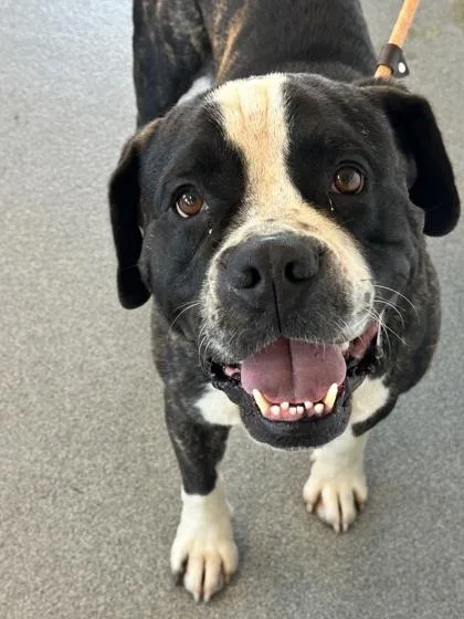 An adult medium-sized male Mixed Breed dog named El Oso for adoption in West Chester, PA