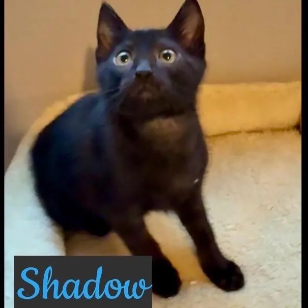 A baby small-sized male Black Domestic Short Hair cat named Salem for adoption in Tustin, CA