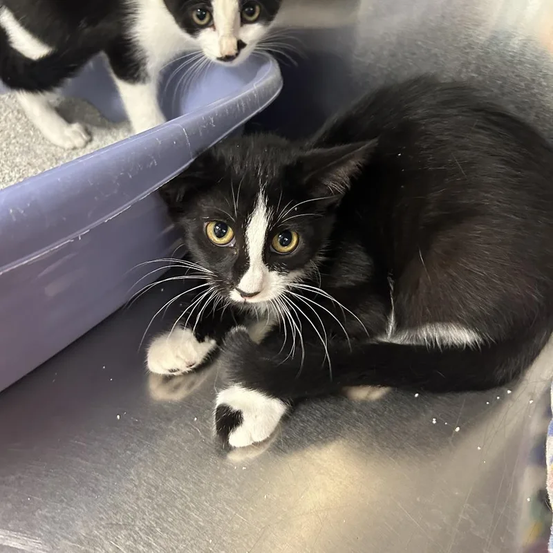 A baby small-sized female Black Domestic Short Hair cat named Dahlia for adoption in Hannibal, MO