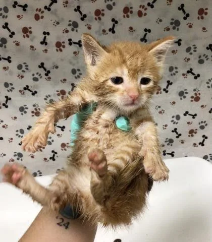 A baby small-sized male Domestic Short Hair cat named Ed for adoption in Riverside, CA