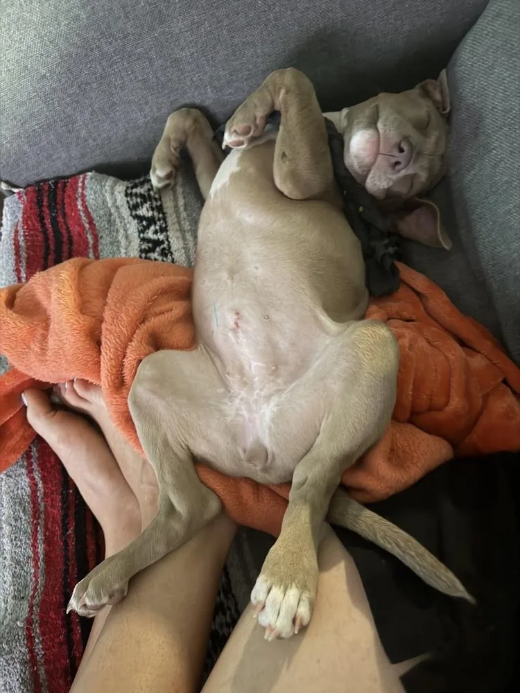 Bowie