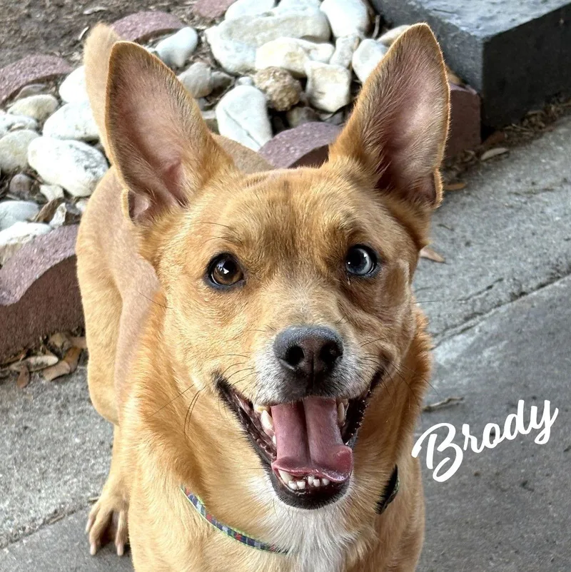 Brody Bringsyoujoy