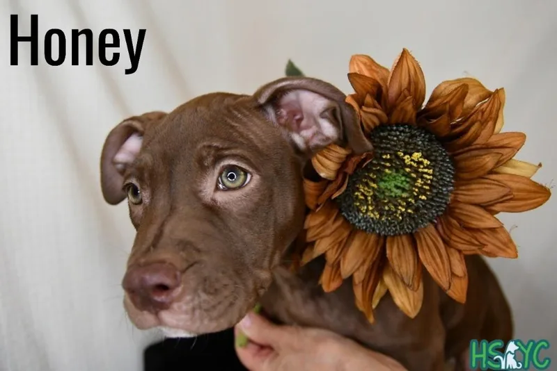 Honey