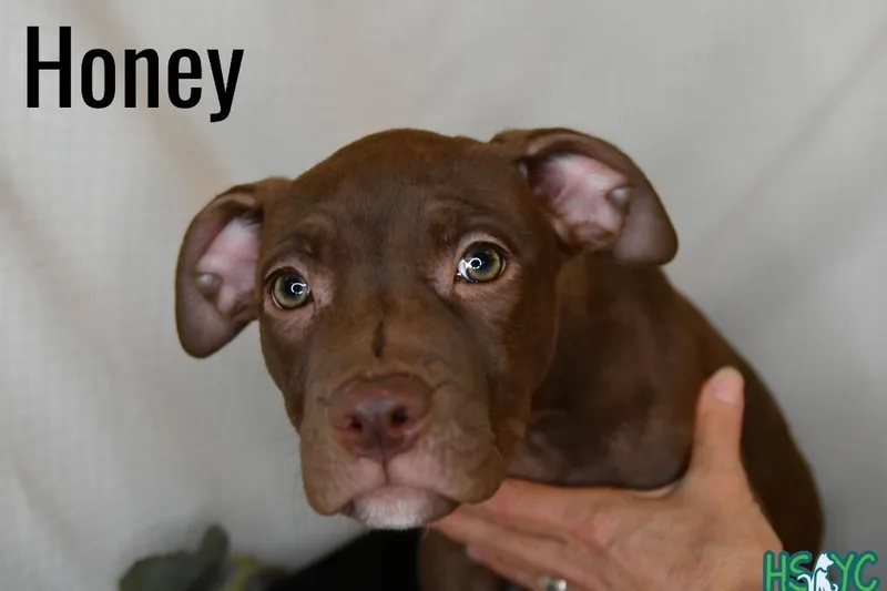 Honey thumbnail 2