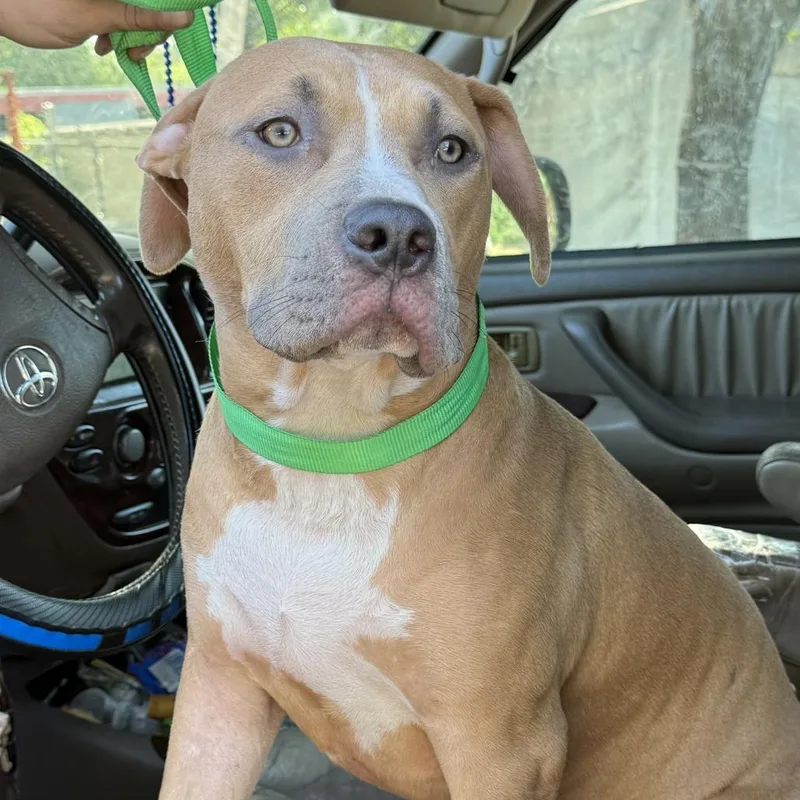 An adult large-sized male Yellow / Tan / Blond / Fawn Pit Bull Terrier dog named Doodlebob for adoption in Austin, TX