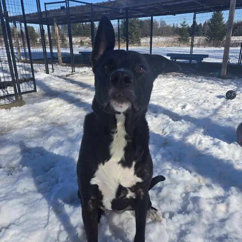 An adult large-sized female Black American Staffordshire Terrier dog named Zoomba for adoption in Park Falls, WI