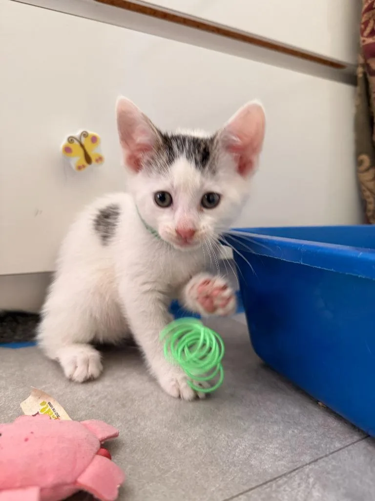 A baby medium-sized male Domestic Short Hair cat named Peter for adoption in Pomona, NY