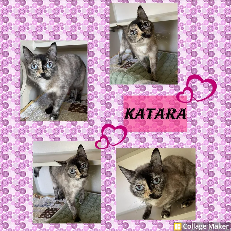An adult medium-sized female Siamese cat named Katara for adoption in Clearfield, PA