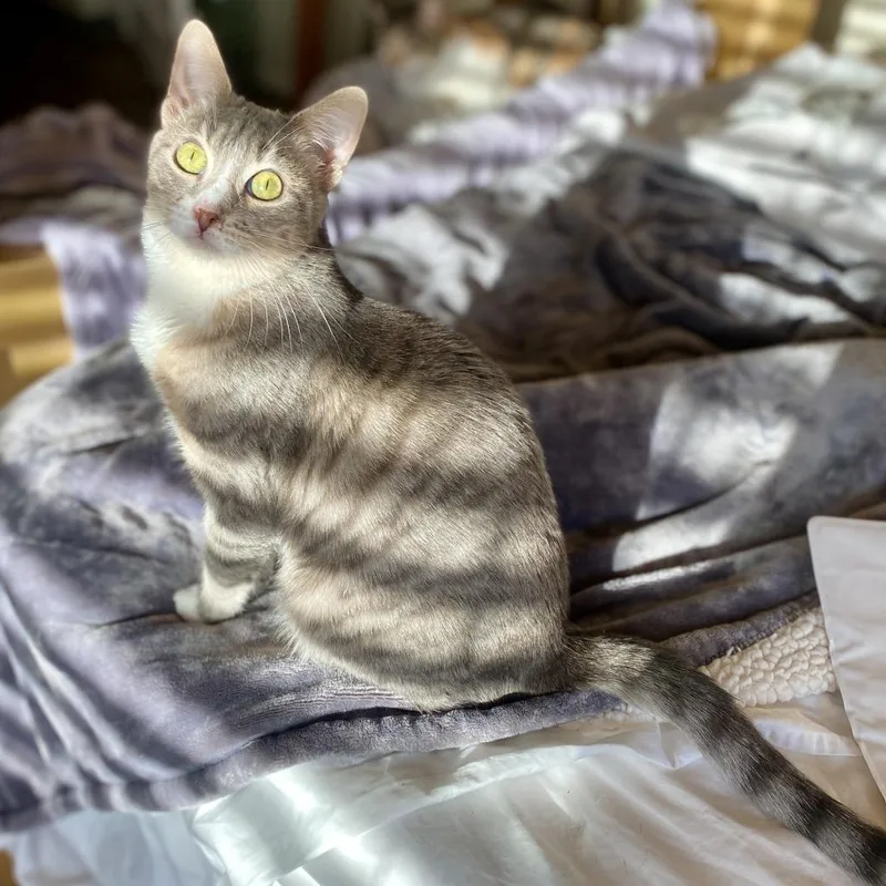 Misty Rose thumbnail 2