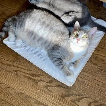 Misty Rose thumbnail 3