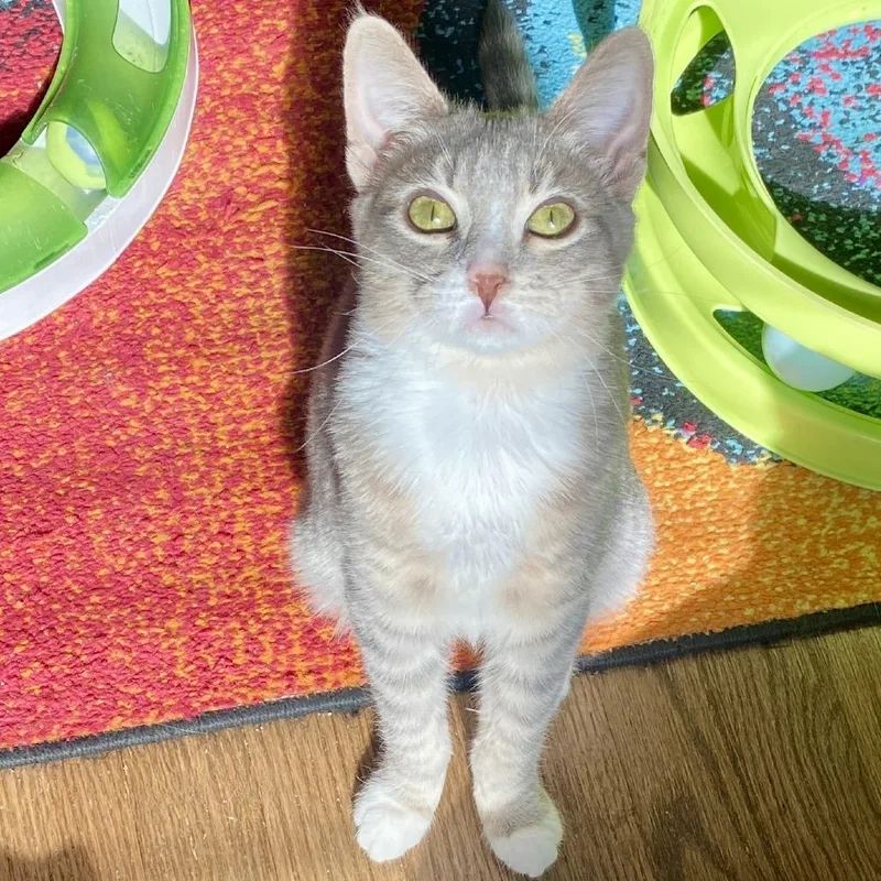 Misty Rose thumbnail 4