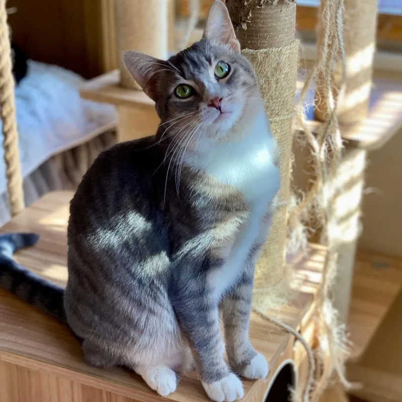 Misty Rose thumbnail 5