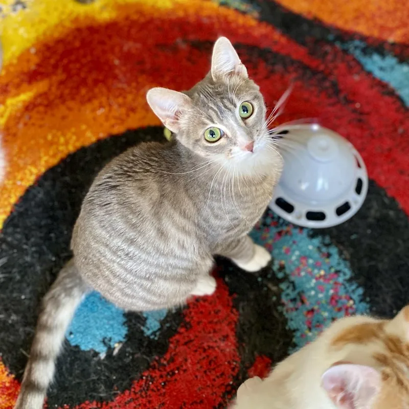 Misty Rose thumbnail 6