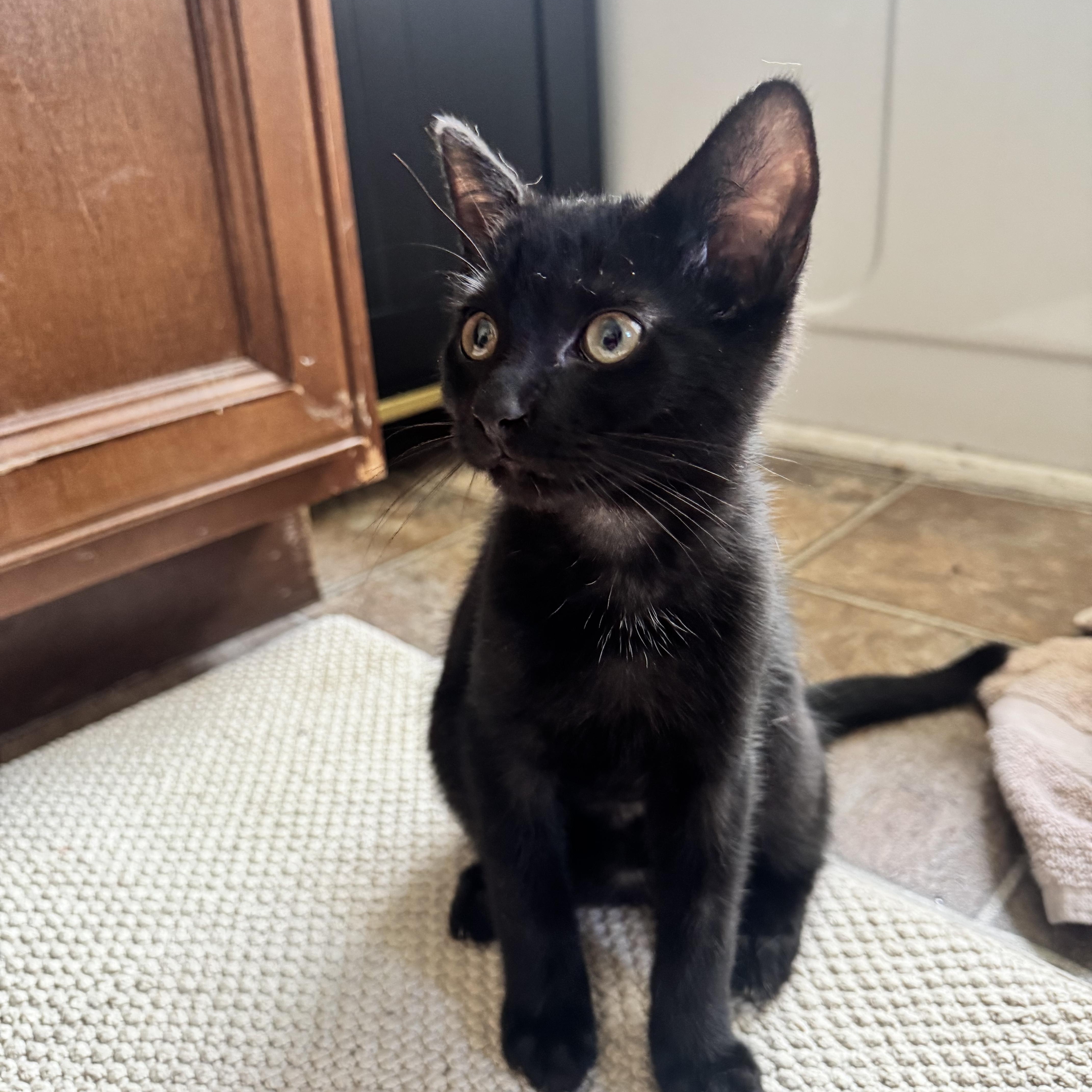 A baby large-sized male Black Domestic Short Hair cat named Michael for adoption in Woodlawn, TN