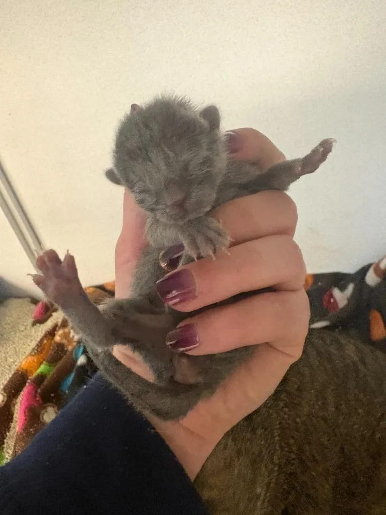 A baby small-sized male Domestic Short Hair cat named Dior for adoption in New Kensington, PA