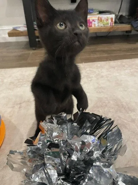 A baby medium-sized male Black Domestic Short Hair cat named Bam Bam for adoption in Wesley Chapel, FL