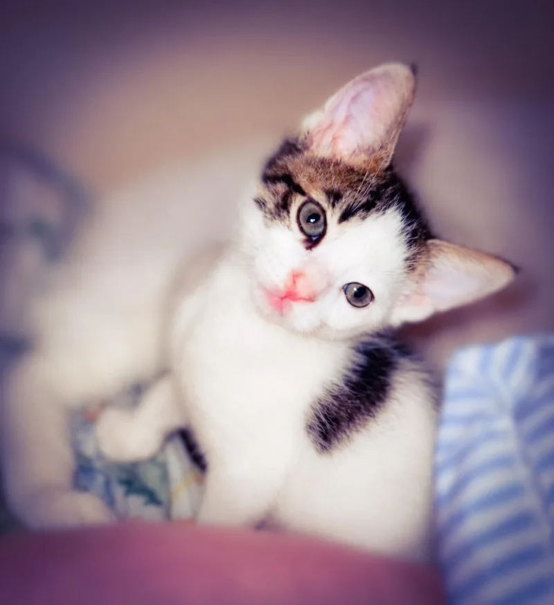 A baby medium-sized male White Domestic Short Hair cat named Indo for adoption in Fresno, CA