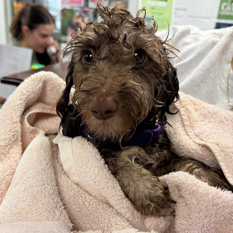 A young small-sized male Brown / Chocolate Mixed Breed dog named Moosetracks for adoption in Mentor, OH