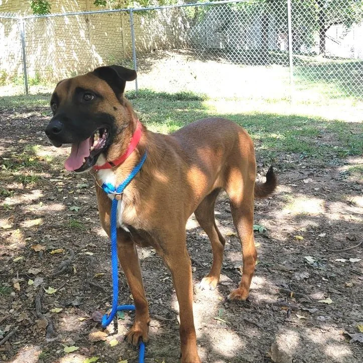 An adult large-sized male Brown / Chocolate Mixed Breed dog named Linen for adoption in Saint Charles, MO