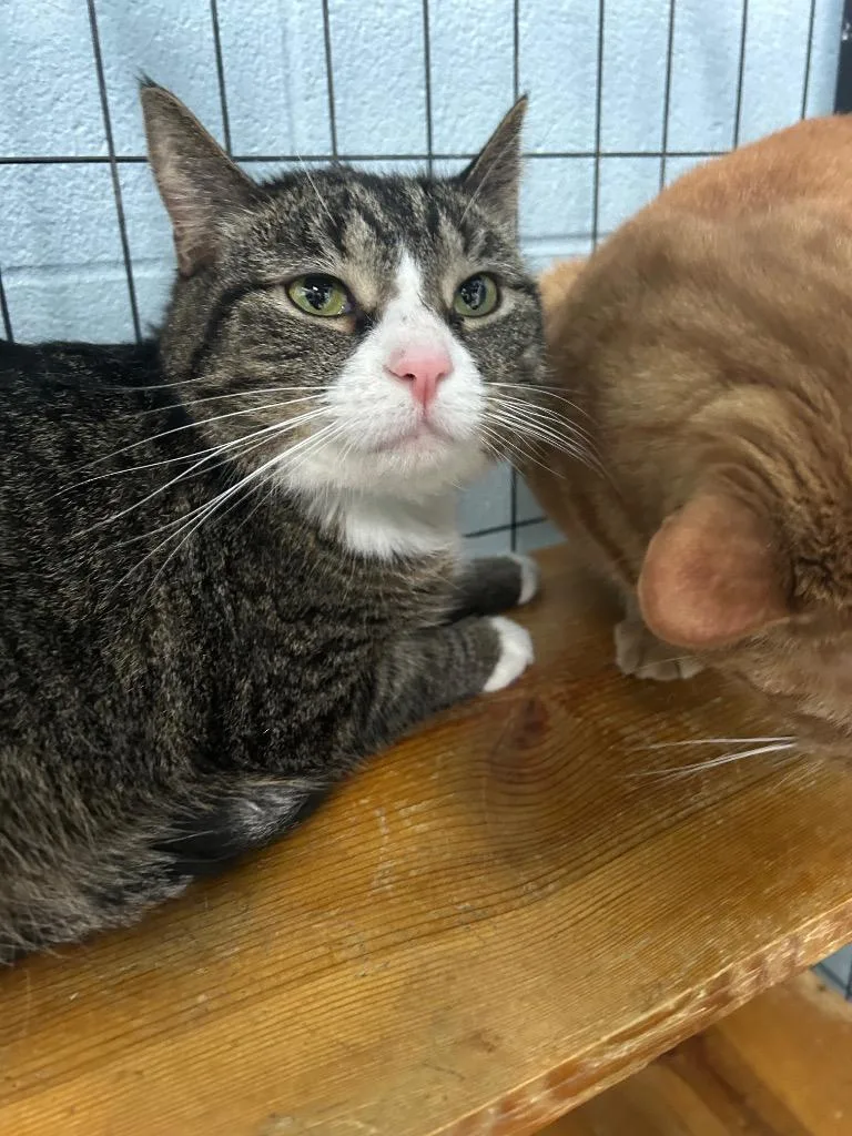 An adult large-sized male Domestic Short Hair cat named Milo for adoption in Bryan, OH