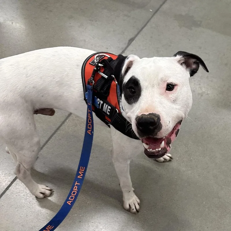 Buddy Boy thumbnail 2