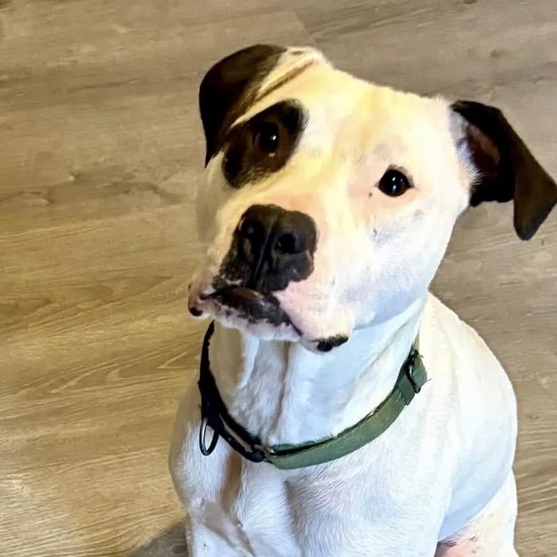 Buddy Boy thumbnail 3