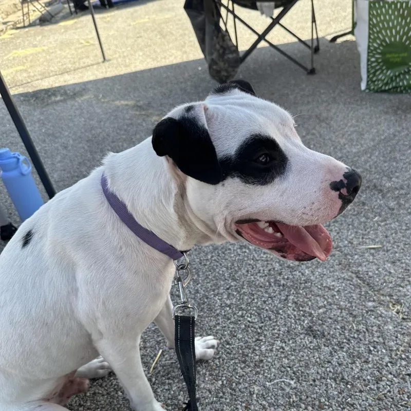 Buddy Boy thumbnail 4