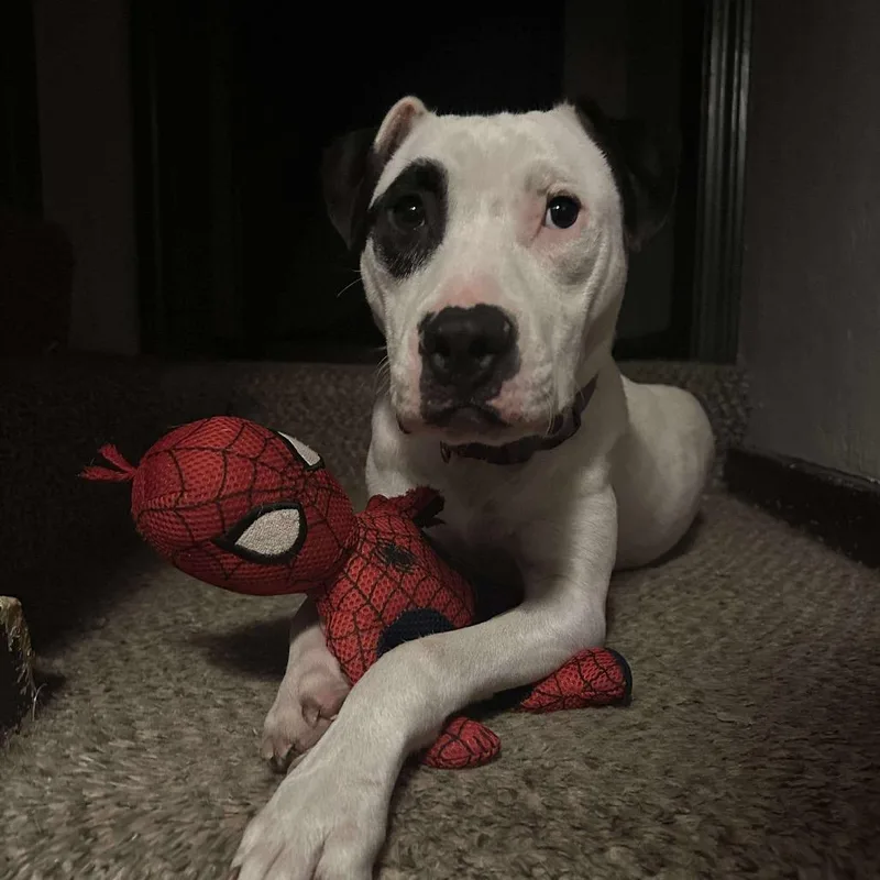 Buddy Boy thumbnail 5